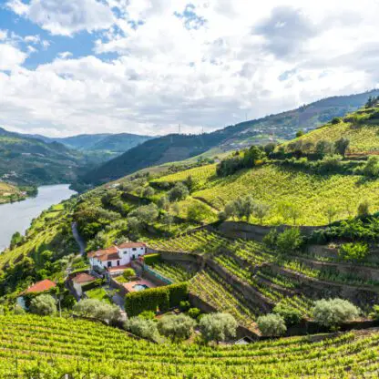 A Guide To Port: Unveiling Its Rich History And Varieties