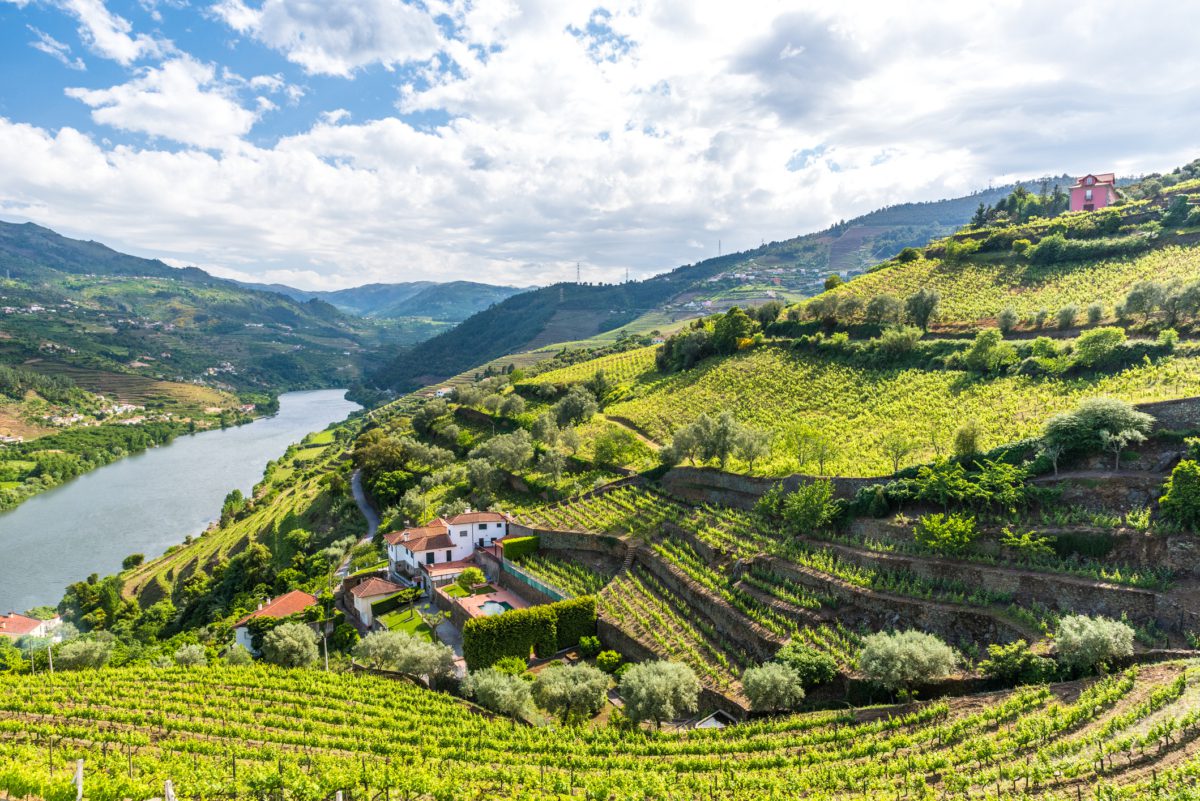 A Guide To Port: Unveiling Its Rich History And Varieties — THE SHAKEN ...
